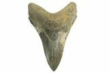 Serrated, Fossil Megalodon Tooth - Georgia #329841-1